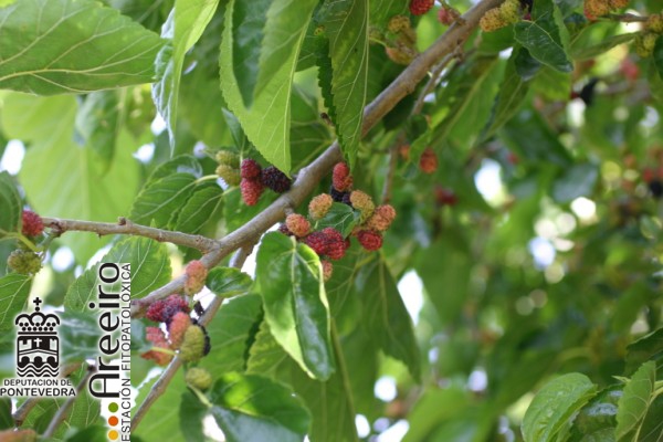 Mora Negra - Black Mulberry - Amora Negra (Morus nigra) >> Mora Negra (Morus nigra) - Fruto en el arbol.jpg